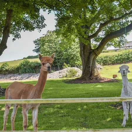 Feriehus Pine - Uk30007 *